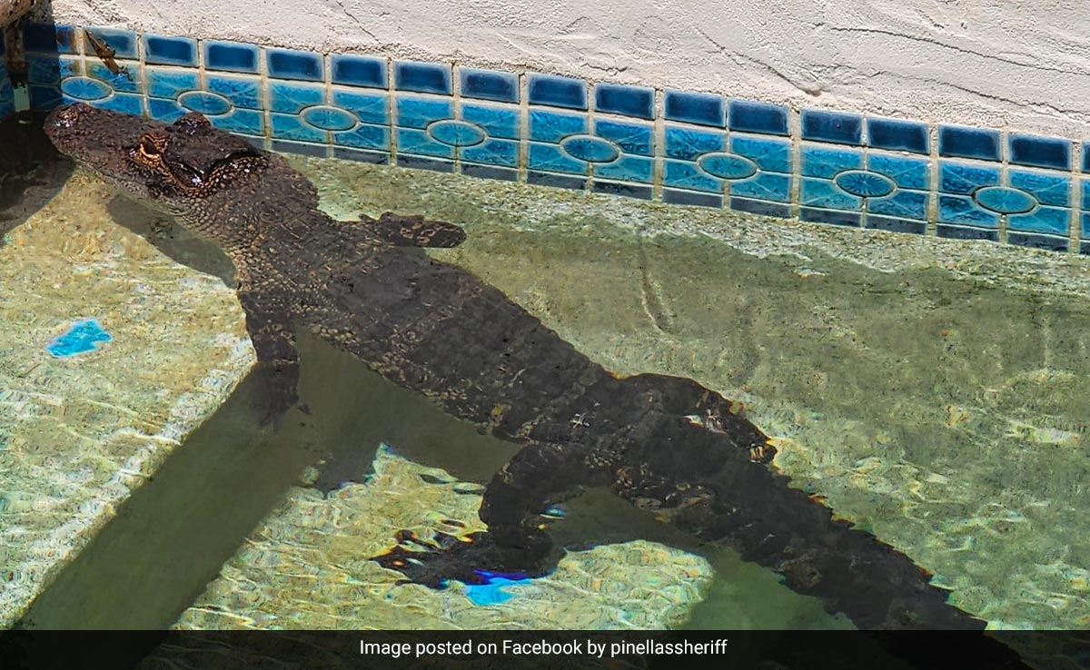 गर्मी से राहत पाने के लिए पूल में चिल करता दिखा मगरमच्छ, तस्वीरें हो रहीं वायरल