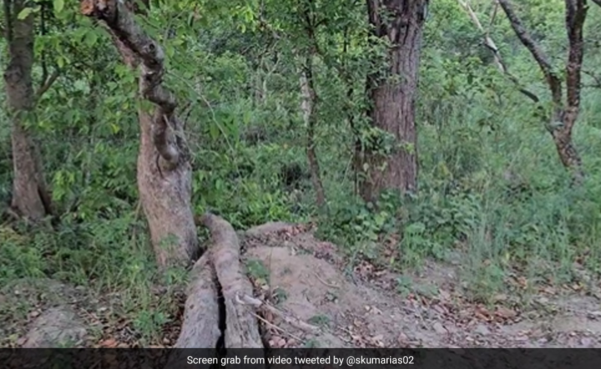 इस वीडियो के खत्म होने से पहले क्या आप इसमें छिपे बाघ को ढूंढ सकते हैं?