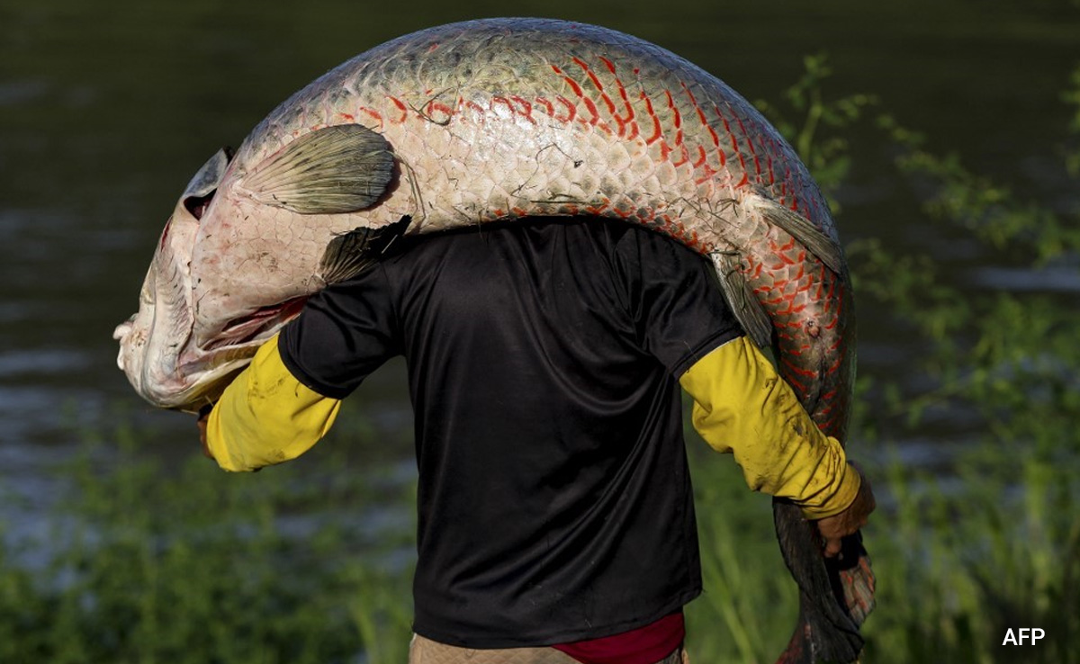 Amazon's Air-Breathing Fish, "Larger Than A Man", In Poachers' Sights