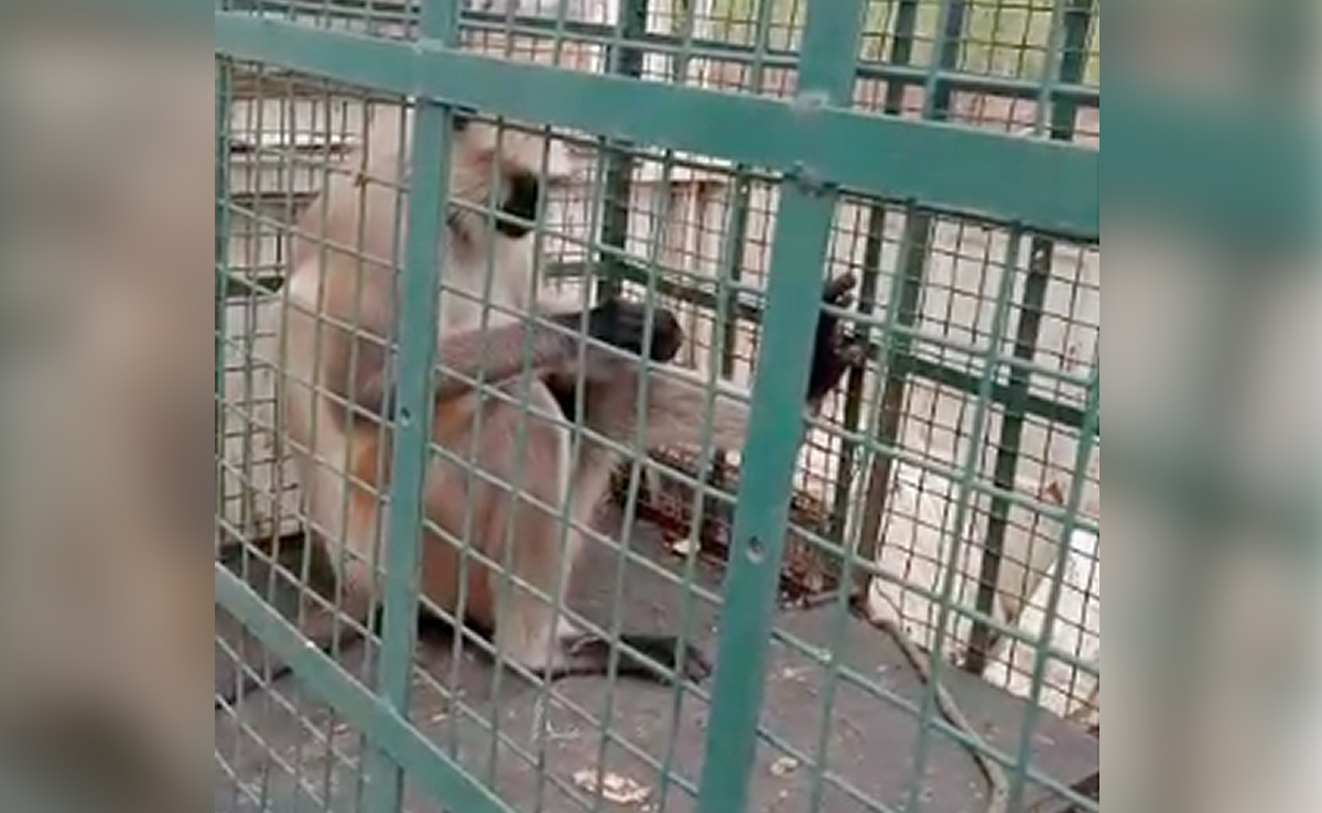 'Most Wanted' Monkey, With Rs 21,000 Bounty, Captured After 20 Attacks