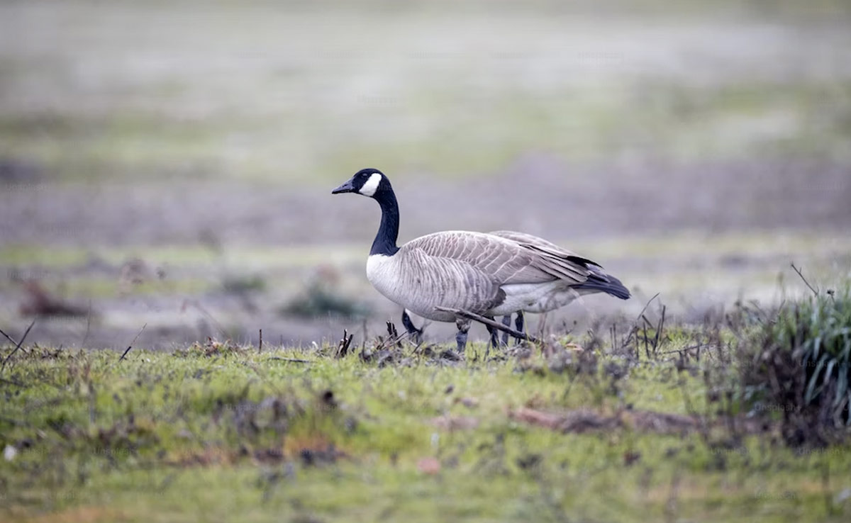 Celebrity Goose Is Kicked To Death At China, Social Media Furious