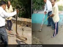 गौशाला में छिपा बैठा था भयानक किंग कोबरा, देखते ही डर से चीख पड़े लोग, रेस्क्यू करने वाले भी डर गए गौशाला में छिपा बैठा था भयानक किंग कोबरा, देखते ही डर से चीख पड़े लोग, रेस्क्यू करने वाले भी डर गए