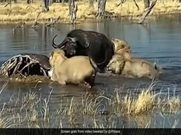 बब्बर शेरों से अकेला भिड़ गया भैंसा, दो को खदेड़ते हुए तीसरे को मारा सींग बब्बर शेरों से अकेला भिड़ गया भैंसा, दो को खदेड़ते हुए तीसरे को मारा सींग