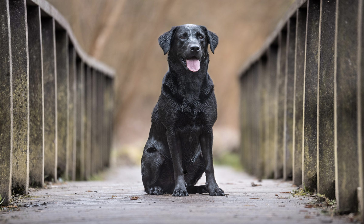 Owner Arrested After Pet Dog Bites 5-Year-Old In Delhi
