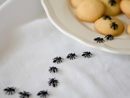 किचन में चींटियां आने से हो गए हैं परेशान, तो इन घरेलू तरीकों से तुरंत भगाएं कीड़े मकोड़े, फिर कभी नहीं आएंगे वापस किचन में चींटियां आने से हो गए हैं परेशान, तो इन घरेलू तरीकों से तुरंत भगाएं कीड़े मकोड़े, फिर कभी नहीं आएंगे वापस