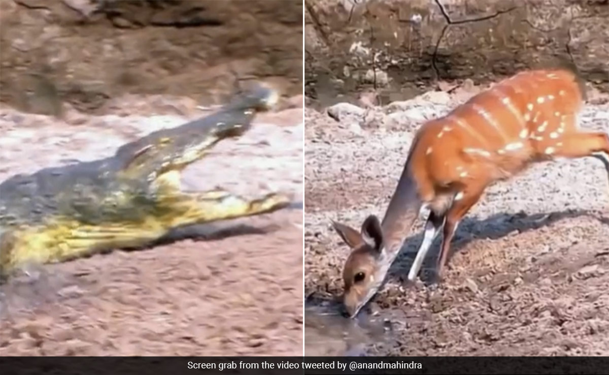 Anand Mahindra Shares Video Of Crocodile Attacking Deer, Leaves Internet Terrified