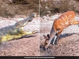 Anand Mahindra Shares Video Of Crocodile Attacking Deer, Leaves Internet Terrified Anand Mahindra Shares Video Of Crocodile Attacking Deer, Leaves Internet Terrified