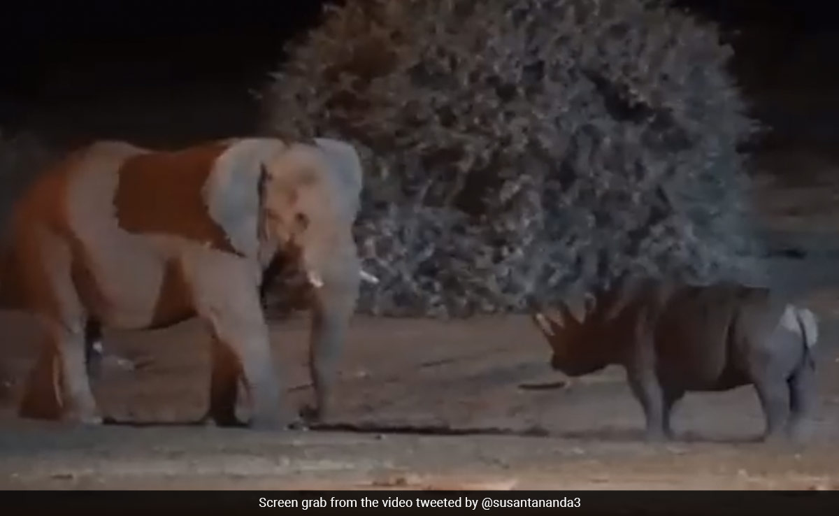 Video Of Fierce Fight Between Elephant And Rhino Goes Viral