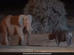 Video Of Fierce Fight Between Elephant And Rhino Goes Viral Video Of Fierce Fight Between Elephant And Rhino Goes Viral