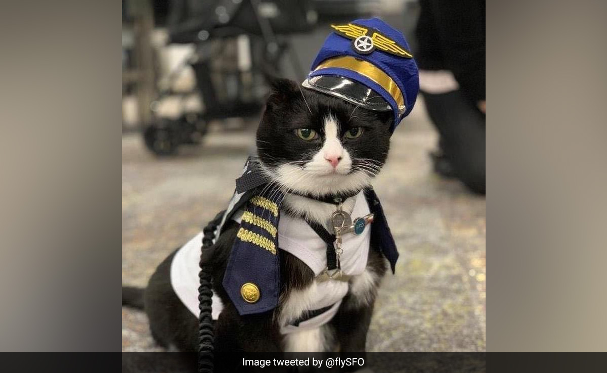 This Airport Hired A Cat To Calm Down Nervous Flyers