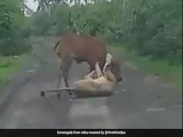 Video: Farmer Casually Walks In, Saves His Cow From A Lioness' Death Grip Video: Farmer Casually Walks In, Saves His Cow From A Lioness' Death Grip