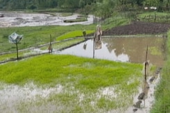 Cold Wave, Rain, Hailstorm Hits Rice, Apple Crop In Kashmir Cold Wave, Rain, Hailstorm Hits Rice, Apple Crop In Kashmir