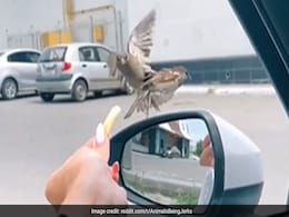चिड़िया ने दूसरी चिड़िया को धक्का मारकर गिराया, फिर ऐसे छीना उसका खाना, लोग बोले- क्या शॉट मारा है चिड़िया ने दूसरी चिड़िया को धक्का मारकर गिराया, फिर ऐसे छीना उसका खाना, लोग बोले- क्या शॉट मारा है