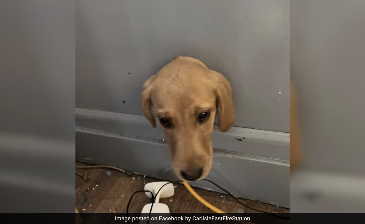 Labrador Puppy's Head Gets Stuck In Wall, Firefighters Rescue It