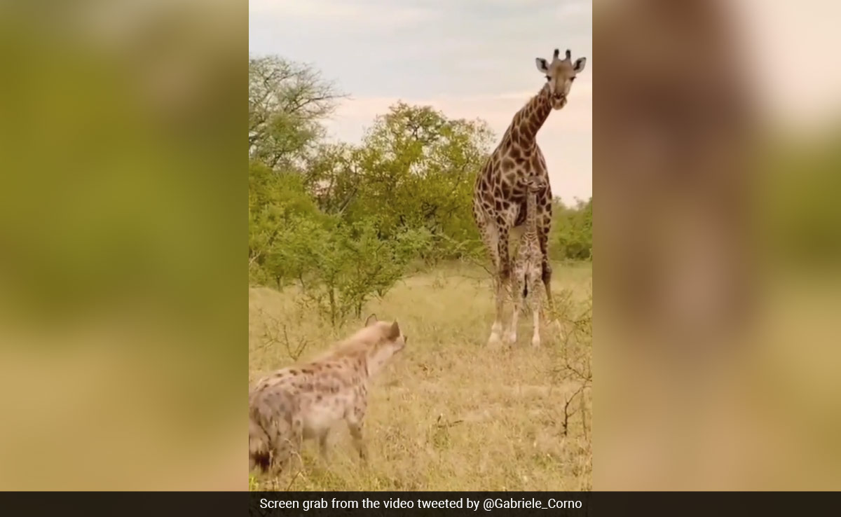 Viral Video: Mother Giraffe Chases Hyena Away To Protect Her Calf