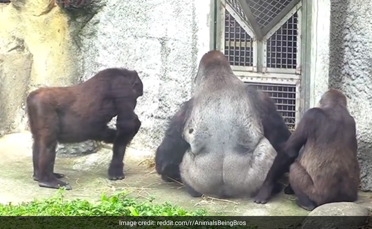 मां को बचाने के लिए लड़ाई के बीच में ही कूद पड़ा बेबी गोरिल्ला, Video में देखें आगे क्या हुआ...