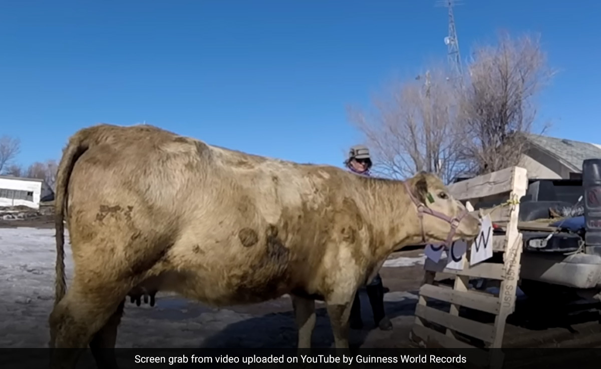 अरे वाह, गाय के 1 मिनट में 10 करतब देख दुनिया हुई हैरान, बनाया विश्व रिकॉर्ड