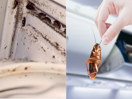 फ्रिज में हो गए हैं कॉकरोच तो एक्सपर्ट ने बताया Fridge में रख दें बस ये एक चीज, देखते ही देखते भाग जाएंगे सारे cockroach फ्रिज में हो गए हैं कॉकरोच तो एक्सपर्ट ने बताया Fridge में रख दें बस ये एक चीज, देखते ही देखते भाग जाएंगे सारे cockroach