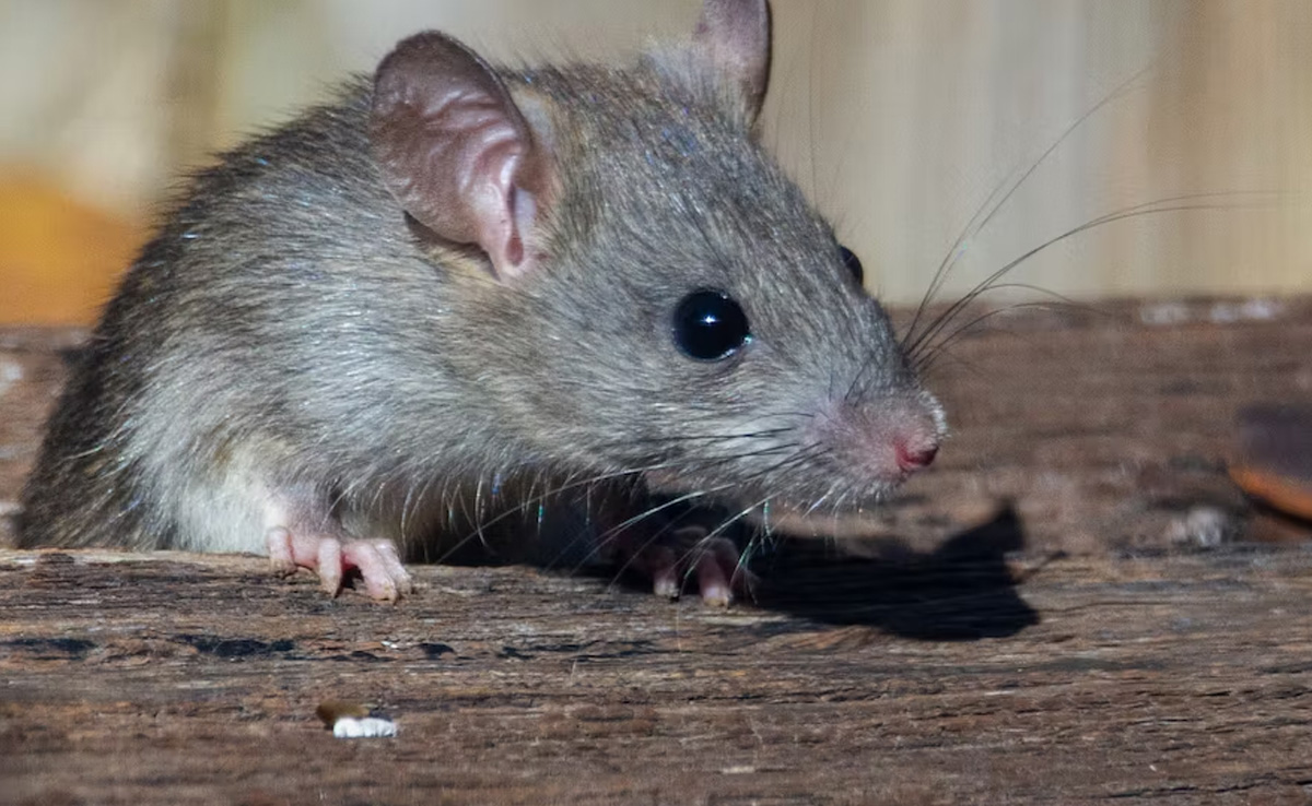 Rats Eat Up Marijuana Kept As Evidence In US Police Station: Report