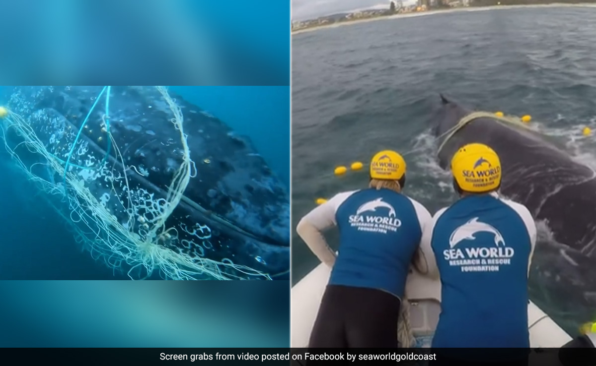 Watch: Humpback Whale Tangled In Nets Freed After Dangerous Rescue Operation
