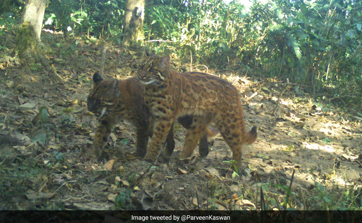 जंगल में दिखा दुर्लभ जानवर, IFS अधिकारी ने लोगों से पूछा इसका नाम, सही जवाब देने पर मिलेगा ये इनाम
