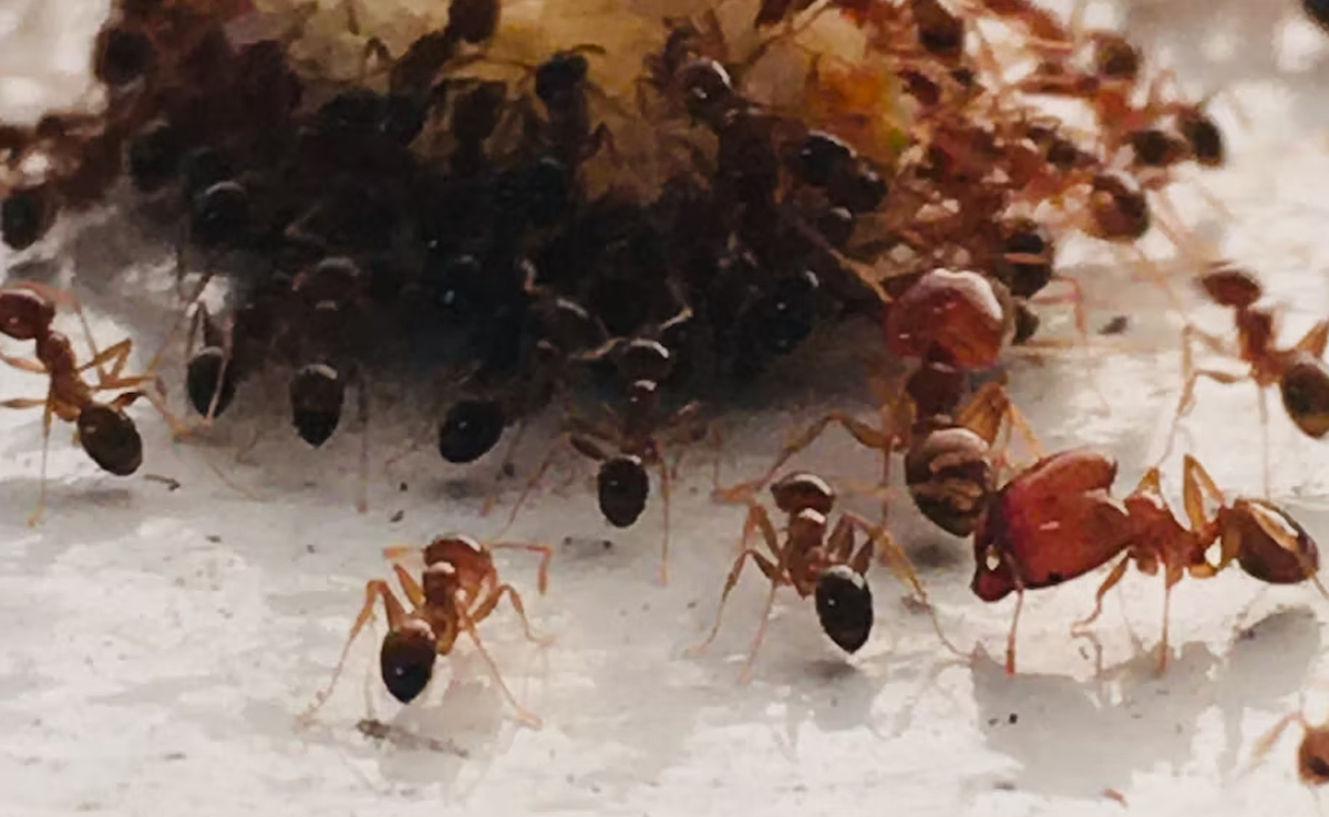 घर के कोने-कोने में चींटियों ने जमा लिया है डेरा, तो यहां जानिए कौनसे घरेलू नुस्खे इन Ants को भगाने में होंगे कामयाब
