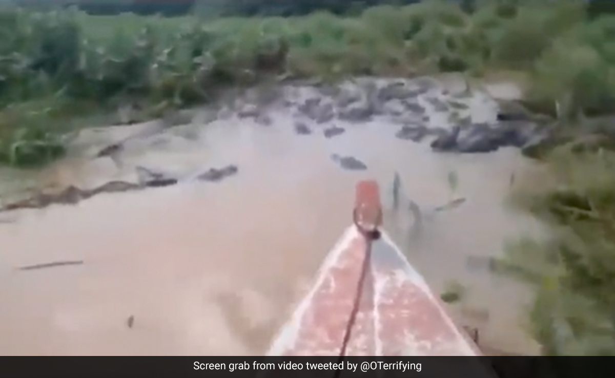 मगरमच्छों से भरी नदी के बीच से नाव लेकर गुजरा शख्स, आगे जो हुआ, खौफनाक मंज़र देख खड़े हो जाएंगे रोंगटे