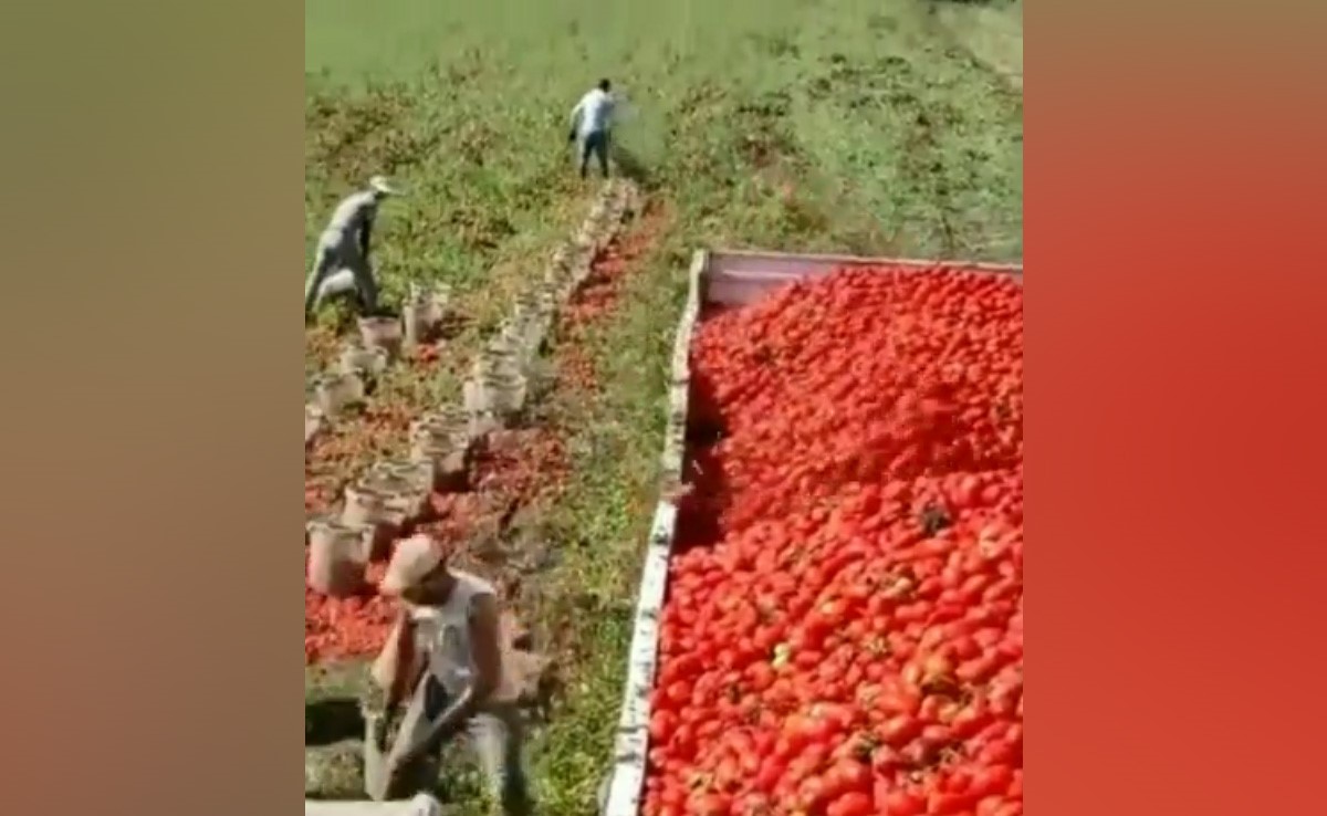 ट्राली में टमाटर लादने के इस जुगाड़ के सामने फेल है पूरी की पूरी साइंस, वीडियो देख अच्छा लगेगा