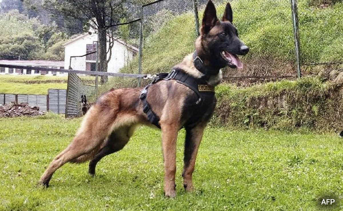Rescue Dog That Helped Save Lost Colombian Children Now Missing