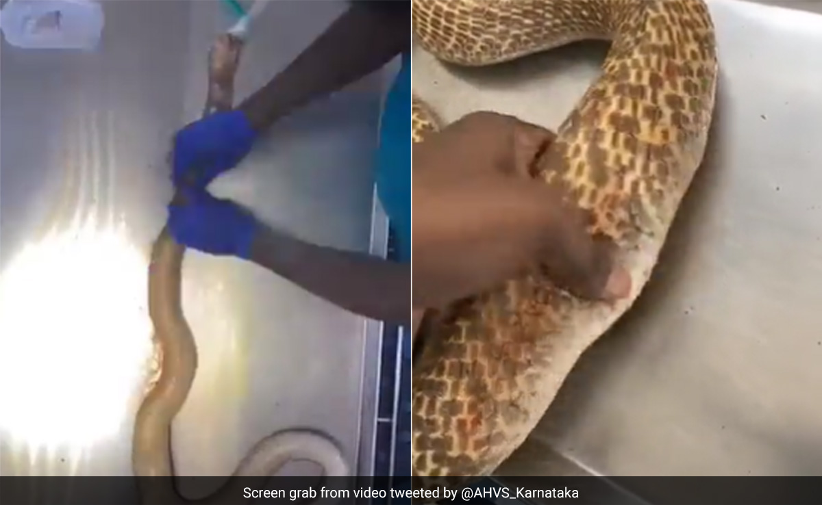 डॉक्टरों ने किया किंग कोबरा का ऑपरेशन, इंसानों की तरह पेट चीरकर बाहर निकाला प्लास्टिक केन, हैरतअंगेज़ Video वायरल
