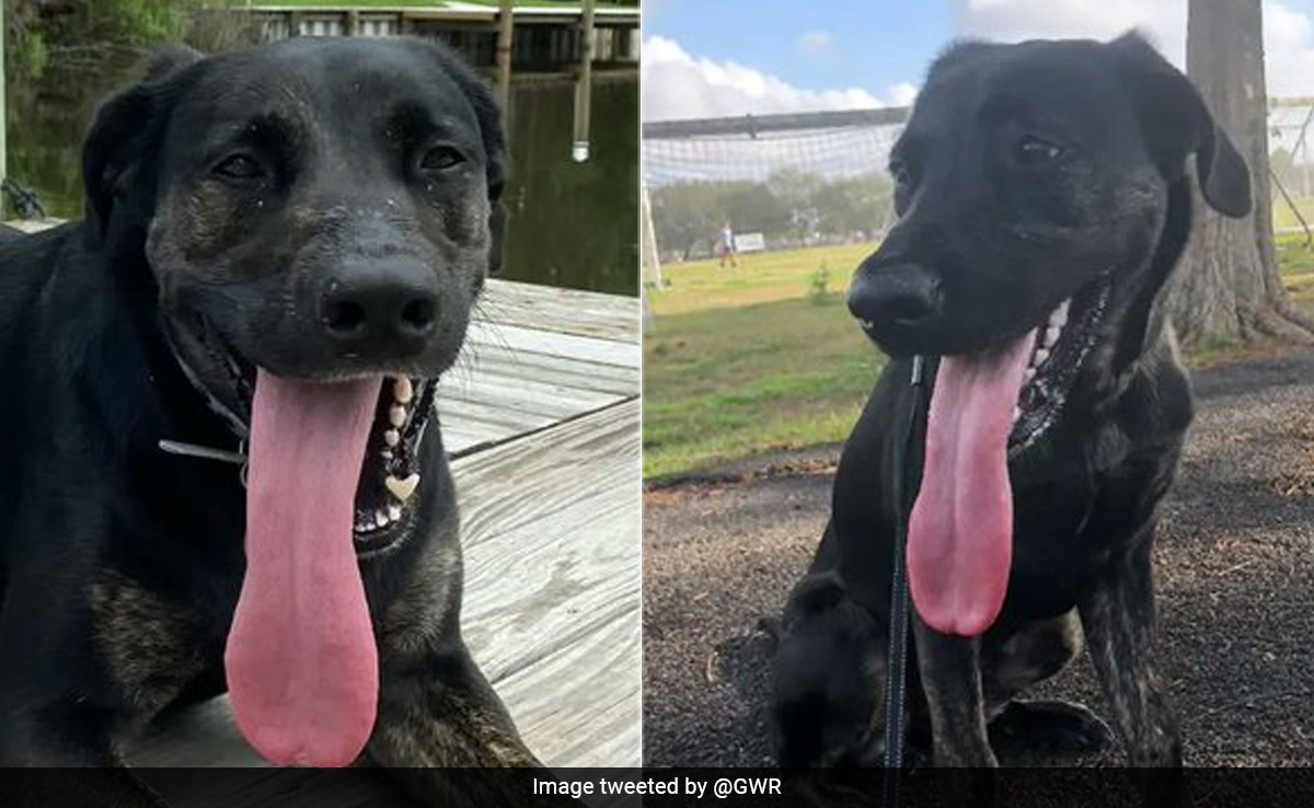 Video: US Dog Achieves Guinness World Record For Longest Tongue Measuring 12.7cm