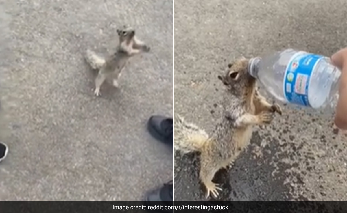 गिलहरी ने शख्स के हाथ में देखी पानी की बोतल, प्यास बुझाने के लिए ऐसे मांगने लगी मदद, Video ने सबको किया भावुक