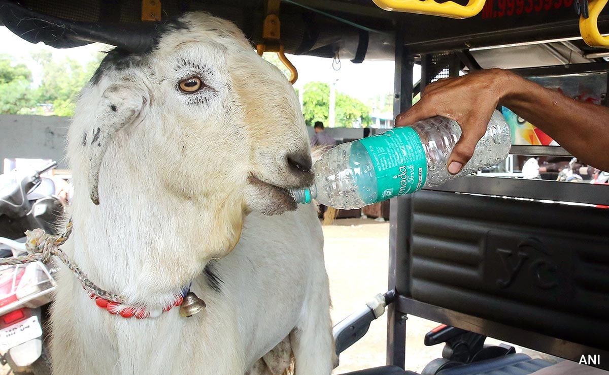 Delhi Cracks Down On Illegal Animal Sacrifice Ahead Of Bakrid