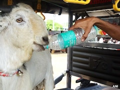 Delhi Cracks Down On Illegal Sacrifice Ahead Of Bakrid