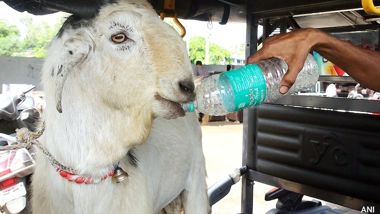 Delhi Cracks Down On Illegal Animal Sacrifice Ahead Of Bakrid
