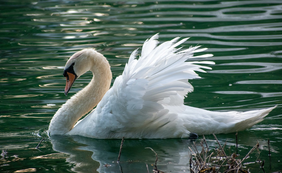 3 Teens Arrested For Killing And Eating New York Village's Beloved Swan