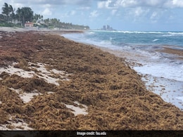 Flesh-Eating Bacteria Found In Giant Seaweed Mass Heading For Florida, Says Study Flesh-Eating Bacteria Found In Giant Seaweed Mass Heading For Florida, Says Study