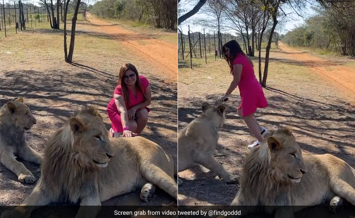 खूंखार शेरनी के सामने बब्बर शेर को छूने की गलती कर बैठी महिला, आगे जो हुआ उसे देख कांप उठेगी रूह