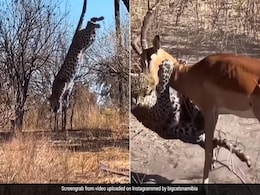 हिरण का शिकार करने के लिए तेंदुए ने पेड़ से लगाई छलांग, हिरण पर कूदा, दबोच ली गर्दन और फिर... हिरण का शिकार करने के लिए तेंदुए ने पेड़ से लगाई छलांग, हिरण पर कूदा, दबोच ली गर्दन और फिर...