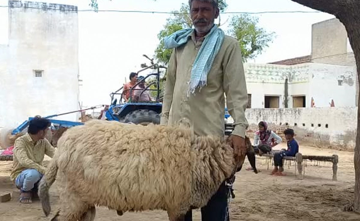 Rajasthan Lamb With Holy Number Fetches Rs 1 Crore Bid. Rejected.