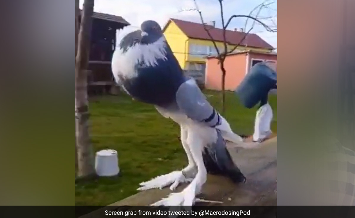 Real Or AI-Generated? Viral Video Of "Mutant" Pigeon Baffles Internet