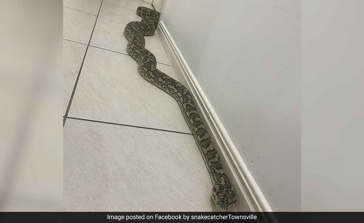 Couple In Australia Find Giant 8-Foot Python Inside Their Home, Internet Says "It's Her House Now"