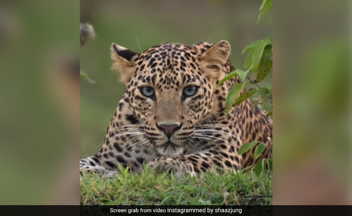 62-Year-Old Woman Mauled To Death By Leopard In Uttarakhand