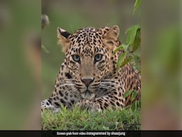 62-Year-Old Woman Mauled To Death By Leopard In Uttarakhand 62-Year-Old Woman Mauled To Death By Leopard In Uttarakhand