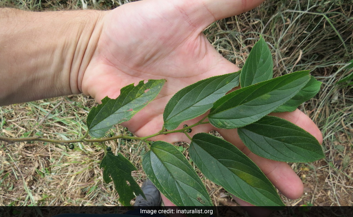 Scientists Discover A Cannabis Compound In Common Brazilian Plant