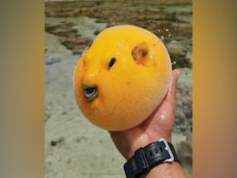 पानी में तैरता दिखा आंख, नाक और कान वाला आम, लोग हुए हैरान, पास से देखेंगे तो छूट जाएगी आपकी भी हंसी पानी में तैरता दिखा आंख, नाक और कान वाला आम, लोग हुए हैरान, पास से देखेंगे तो छूट जाएगी आपकी भी हंसी