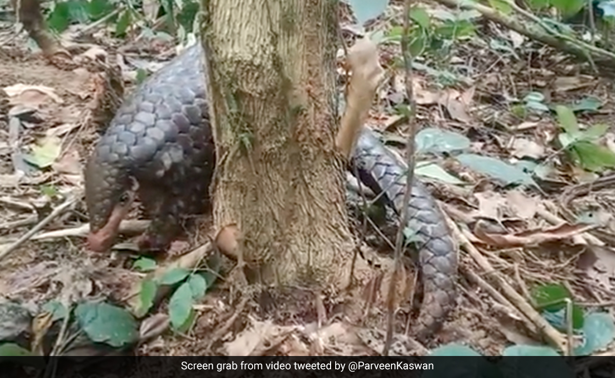 दुनिया में दूसरे सबसे ज्यादा तस्करी किए जाने वाले इस स्तनपायी का नाम क्या है? IFS ने शेयर किया Video