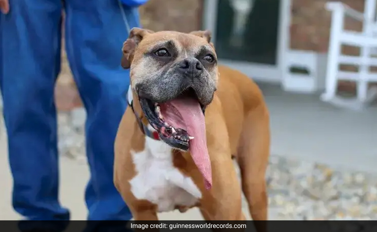 Dog With 5.46 Inch Tongue Breaks Guinness World Record
