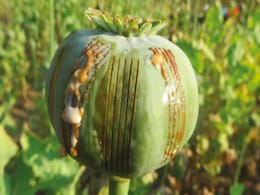 Manipur Sharpens Narcotics Force, To Restart Anti-Poppy Cultivation Drive Along Myanmar Border Manipur Sharpens Narcotics Force, To Restart Anti-Poppy Cultivation Drive Along Myanmar Border