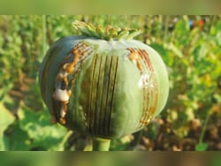 Opinion | Manipur&#039;s Lazarus Moment To End Illegal Opium Poppy Crisis